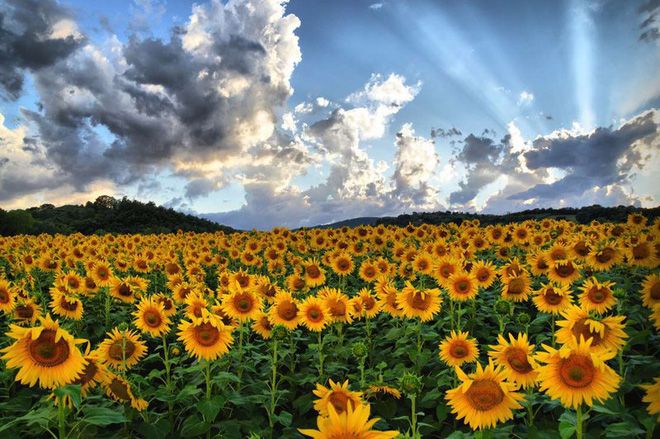 cánh đồng hoa hướng dương ở Tuscany vàng rực rỡ
