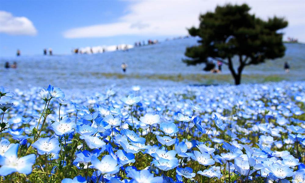 cánh đồng hoa nemophila ở đảo Honshu