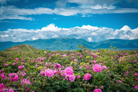 Thung lũng hoa hồng Bulgaria 