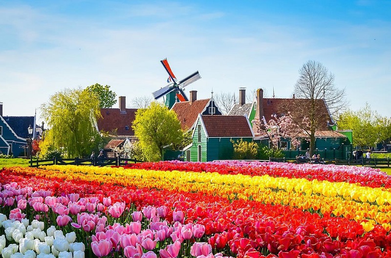 cánh đồng hoa tulip đủ màu sắc tại Hà Lan