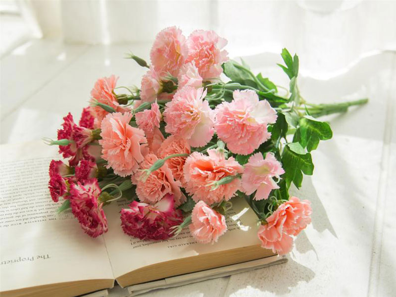 Hoa tượng trưng cho tình yêu - Hoa cẩm chướng