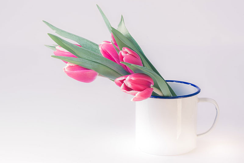 Hoa tượng trưng cho tình yêu - Hoa tulip