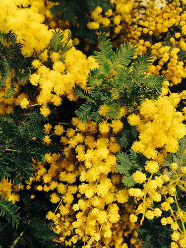Hoa Golden Wattle - Úc