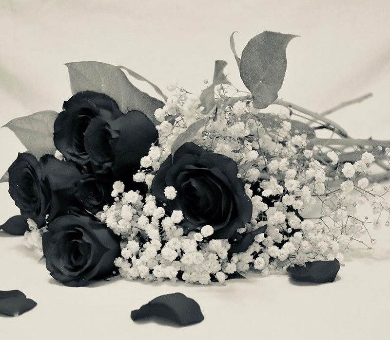 hoa hồng đen rất hiếm để mà tặng
