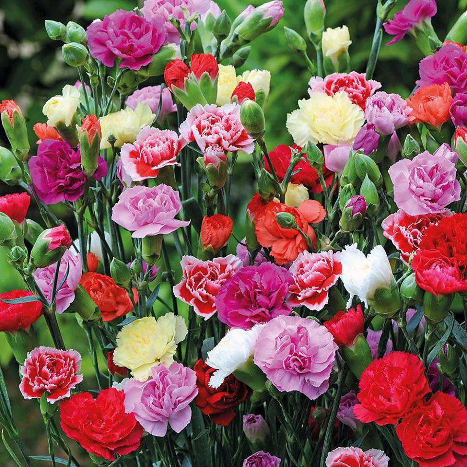 hoa cẩm chướng nhiều màu sắc