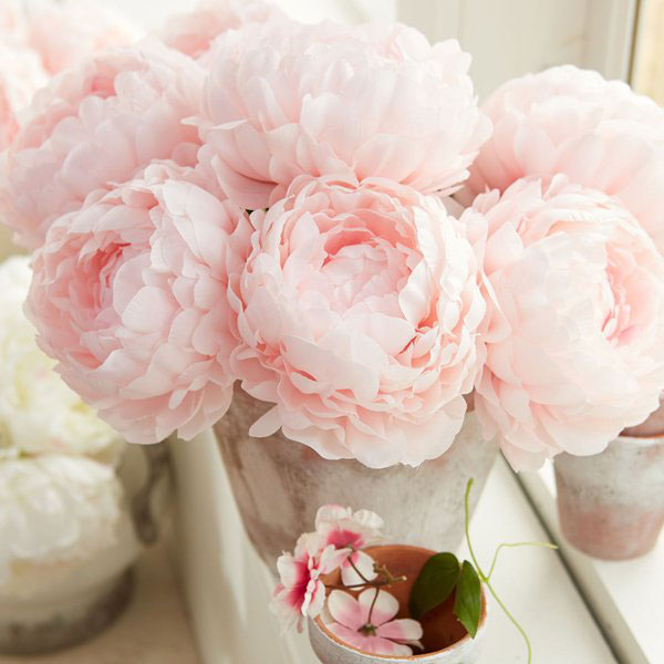 mẫu hoa peony hồng với nét dịu dàng, nhẹ nhàng