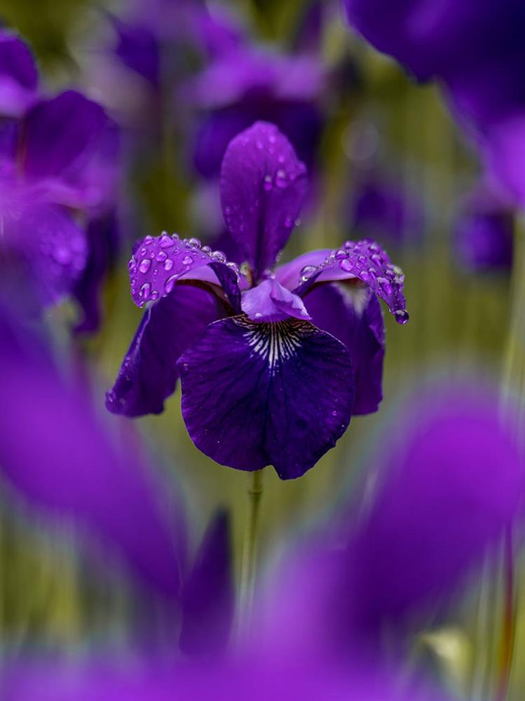 hoa iris - Pháp