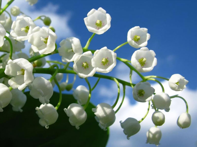 Hoa lan chuông - Phần Lan