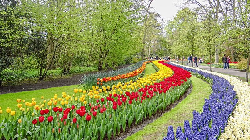 vườn hoa tulip tại Hà Lan