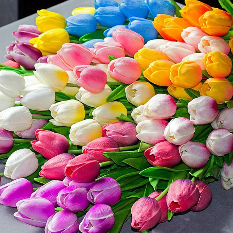hoa lulip với nhiều màu sắc