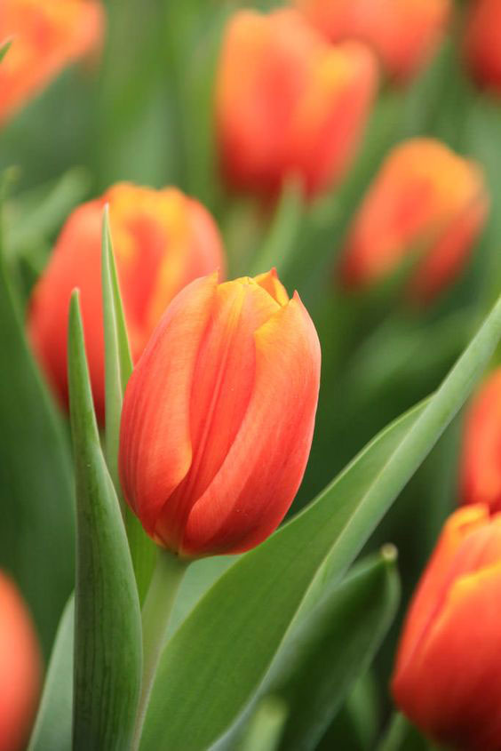 Hoa tulip - Hà Lan