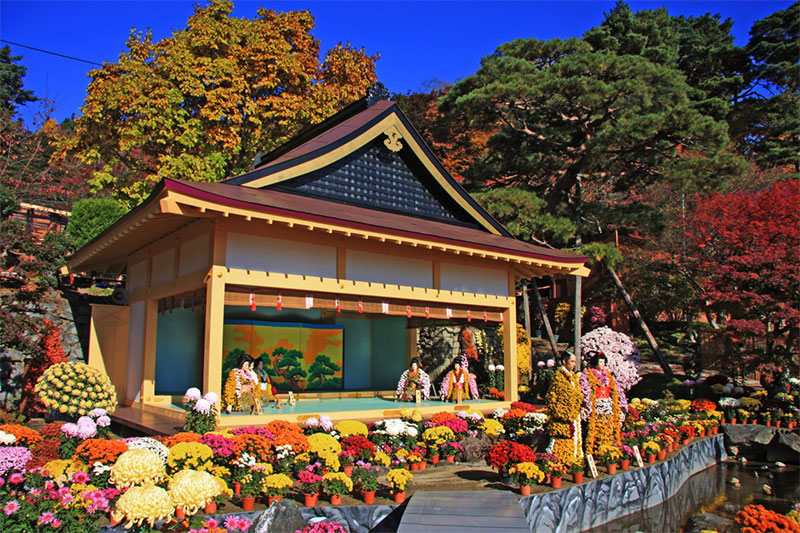hoa cúc trong lễ hội Nhật Bản