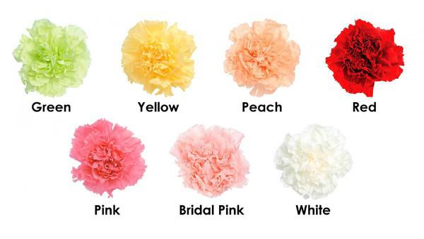 hoa cẩm chướng có nhiều màu sắc khác nhau