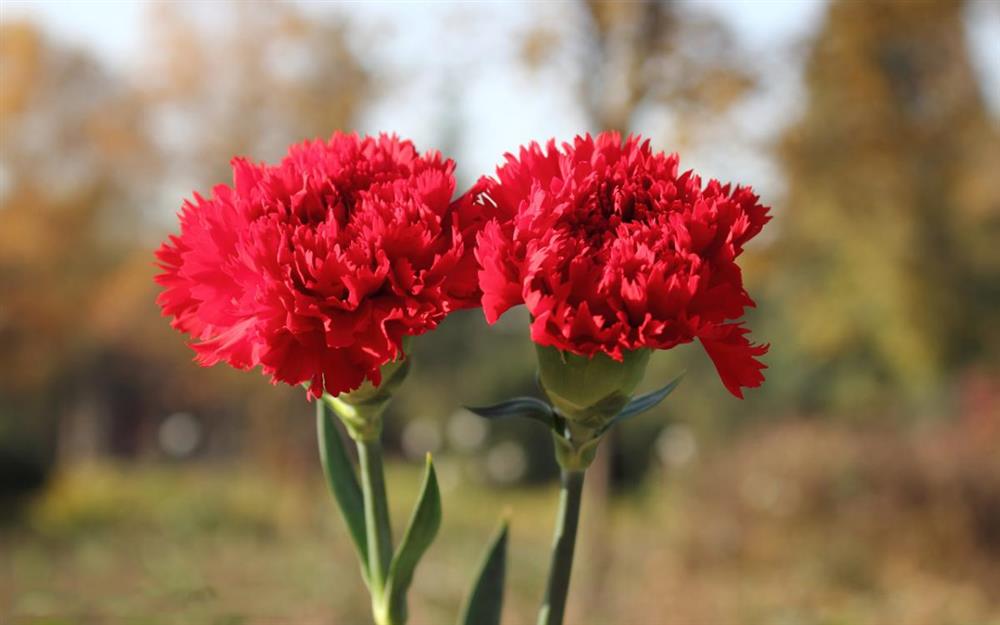 hoa cẩm chướng đỏ thể hiện sự ái mộ
