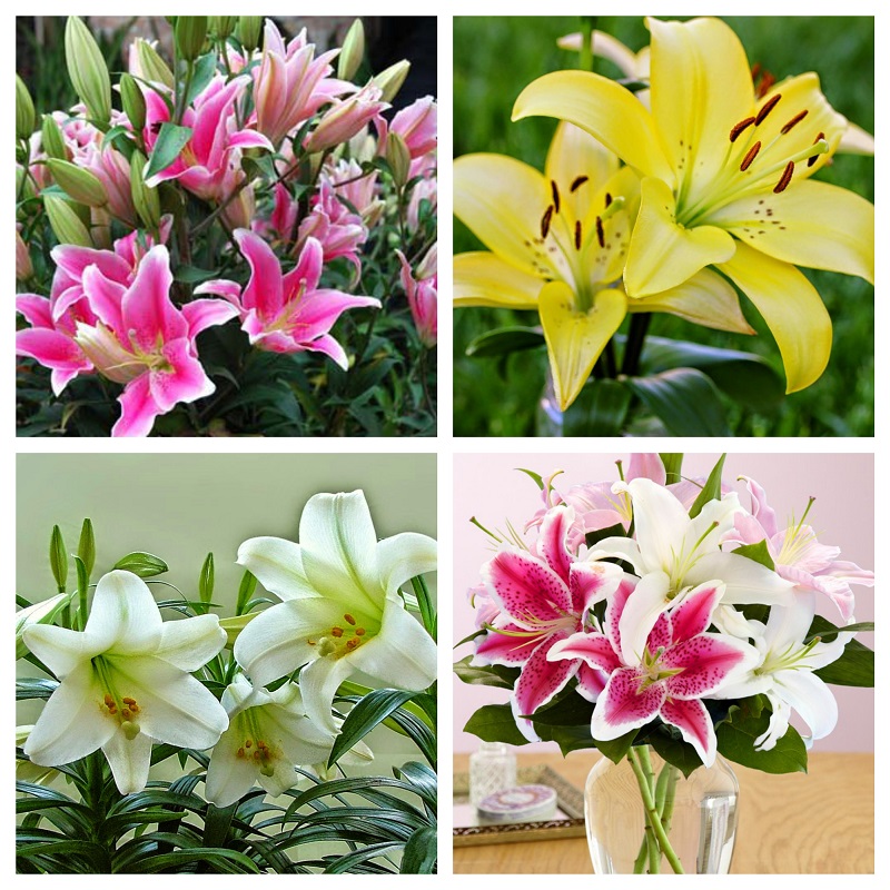 hình ảnh hoa lily nhiều màu sắc khác nhau