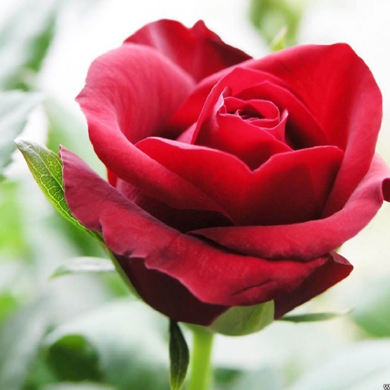 hoa hồng đỏ tượng trưng cho tình yêu