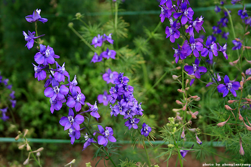 hoa violet thể hiện tình yêu thủy chung