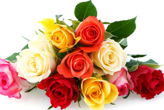 hoa hồng có nhiều màu sắc khác nhau
