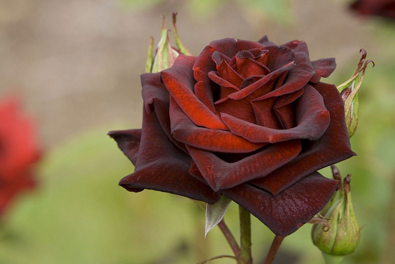 hoa hồng đen chuyển từ màu đỏ đậm sang đen