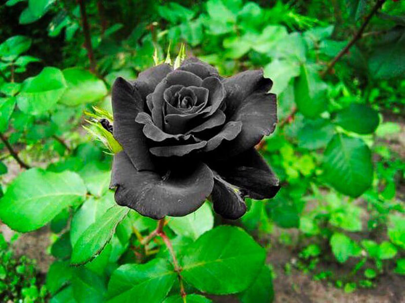 Hoa hồng đen trong tự nhiên