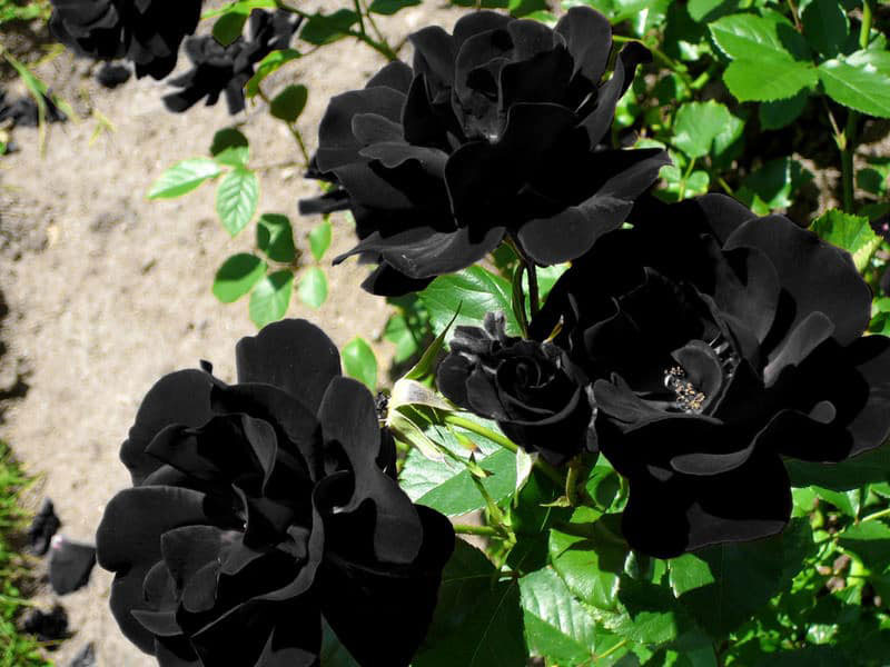 hoa hồng đen gần như bị tuyệt chủng