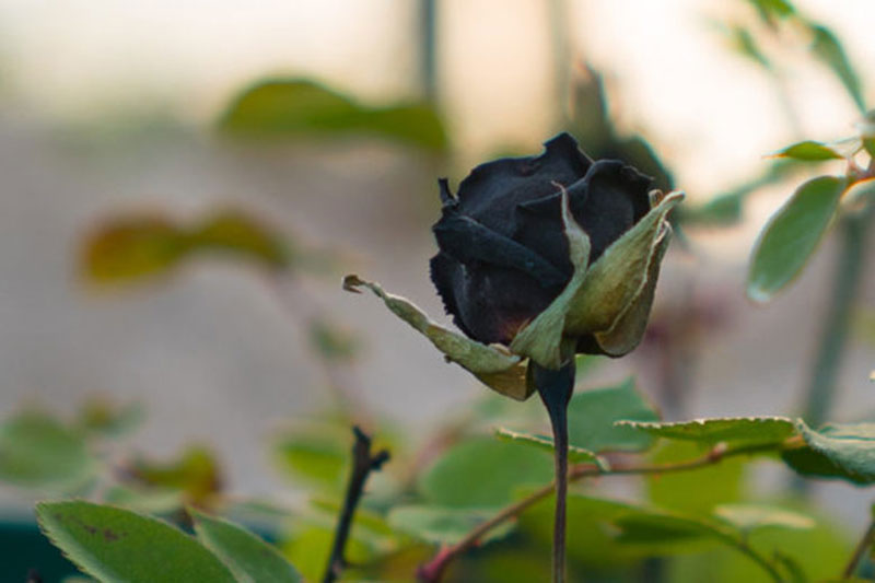 hoa hồng đen chỉ còn được trồng ở làng Halfeti mới