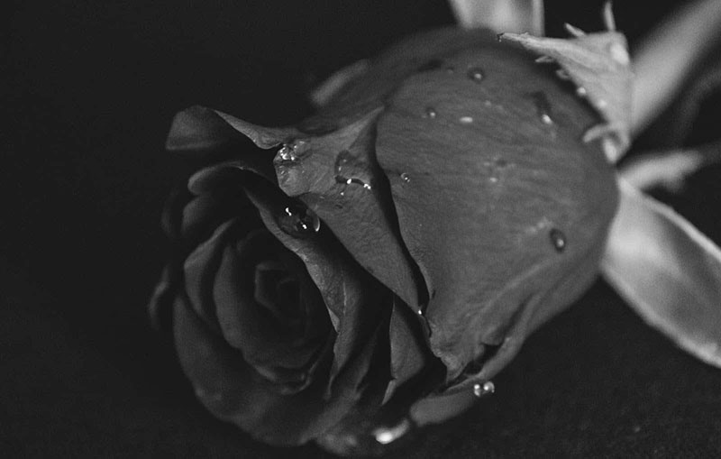hoa hồng đen - biểu tượng của sự chết chóc