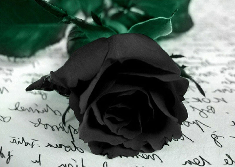 hoa hồng đen mang biểu tượng của sự tái sinh