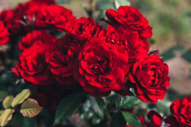 Hoa hồng đỏ Paul and Scarlet - Anh Quốc