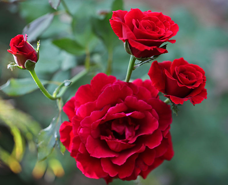 Hoa hồng Don Juan - Ý