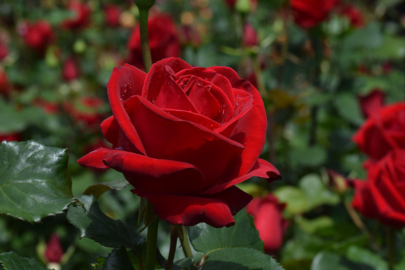 Hoa hồng đỏ Veterans Honor - Mỹ