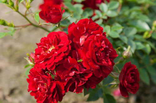 hoa hồng đỏ Red Fairy - Mỹ