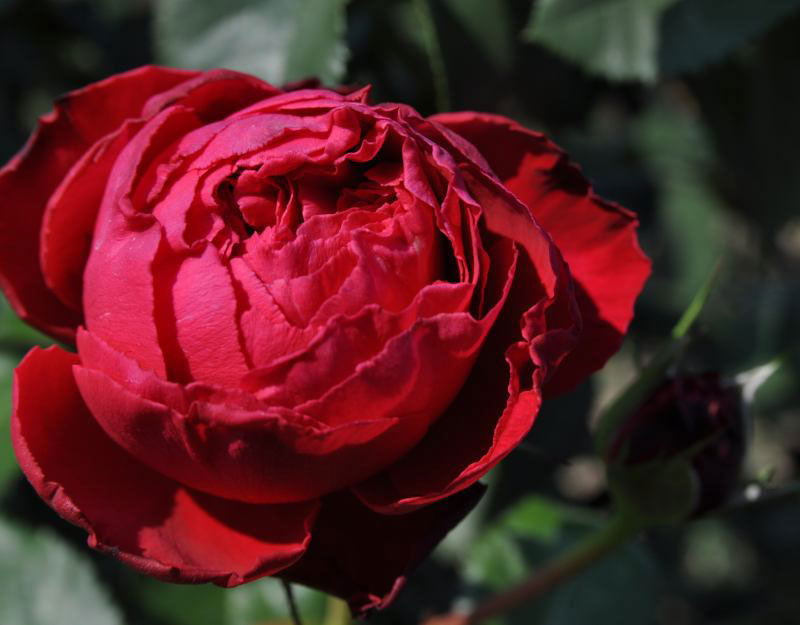 hoa hồng đỏ Red Traviata