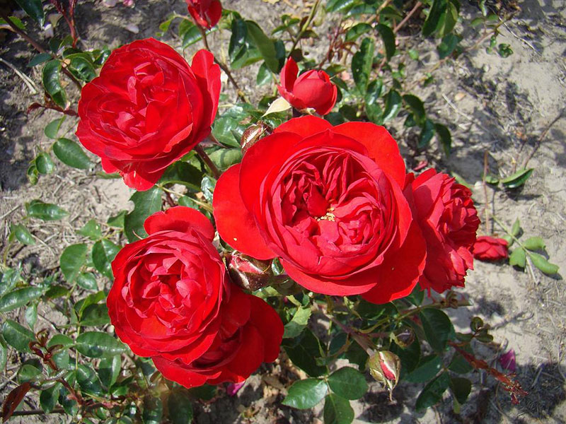 Hoa hồng đỏ Red Letter Day