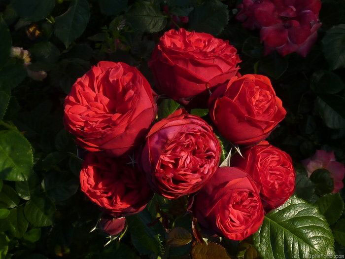 Hoa hồng đỏ Garden Rose Piano
