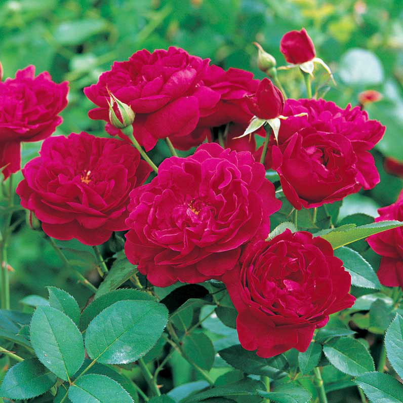 Hoa hồng đỏ Darcey Bussell