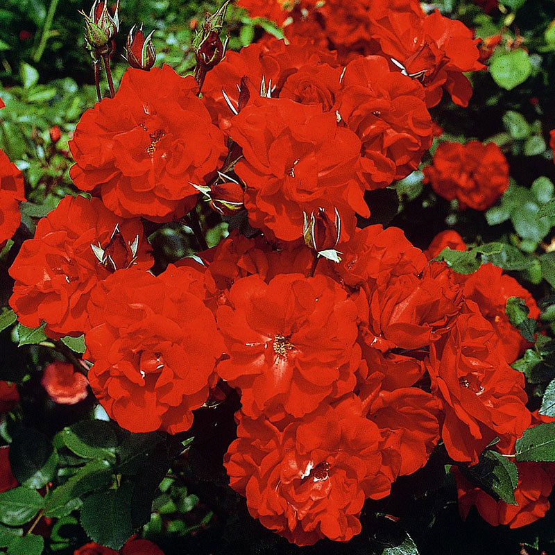 Hoa hồng đỏ Castella