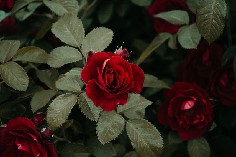 hoa hồng đỏ victor hugo