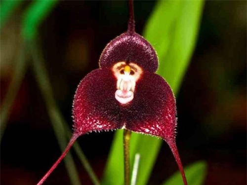 Hoa phong lan mặt khỉ: