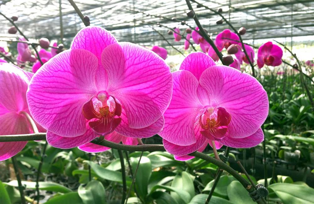 Hoa phong lan ( lan hồ điệp hồng )