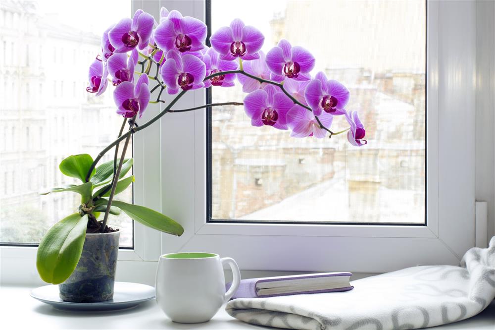 lan hồ điệp tím hồng