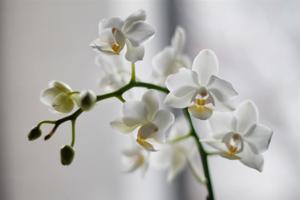 lan hồ điệp trắng