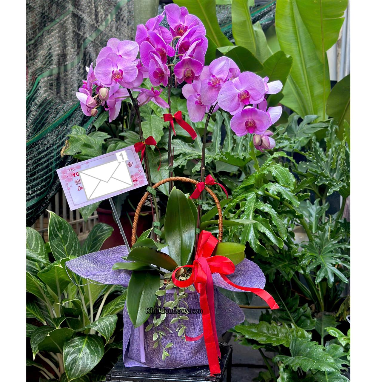 lan hồ điệp tím mang vẻ đẹp tinh tế, điềm đạm