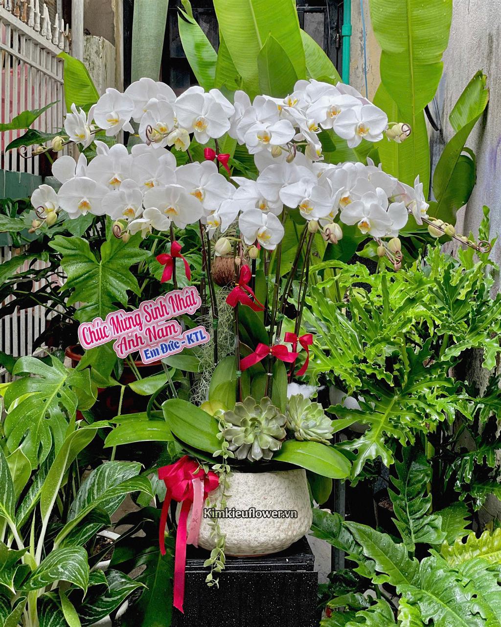 Lan hồ điệp tượng trưng cho sự bền bỉ và lòng biết ơn sâu sắc.