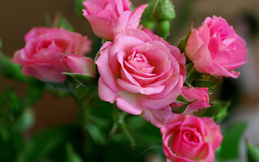 hoa hồng dâu