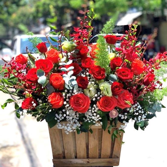 Hoa giỏ hồng đỏ, lan nhện đỏ- HG09