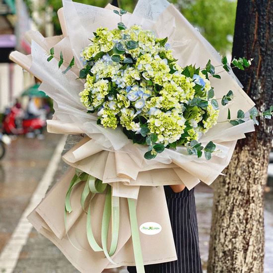 Bó hoa cẩm tú cầu - HB80