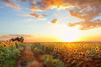 Ý nghĩa loài hoa hướng dương - hoa mặt trời