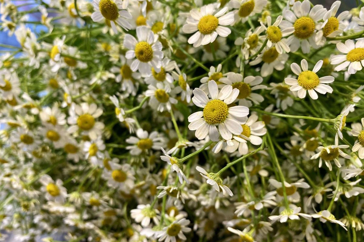 Ý nghĩa hoa cúc Tana