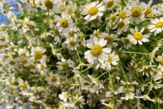 Ý nghĩa hoa cúc Tana